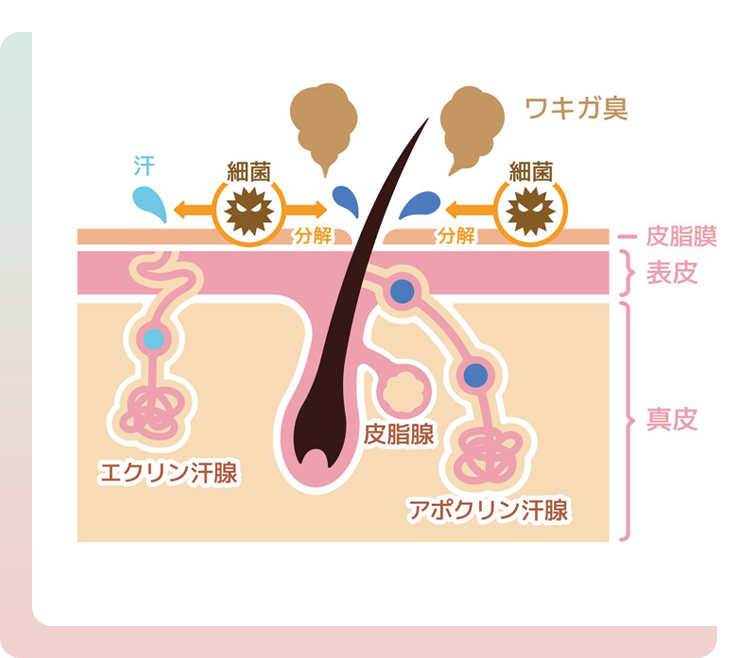 ワキガの原因