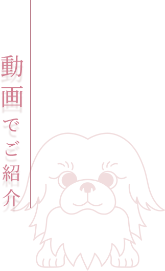 動画でご紹介