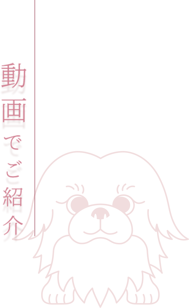 動画でご紹介